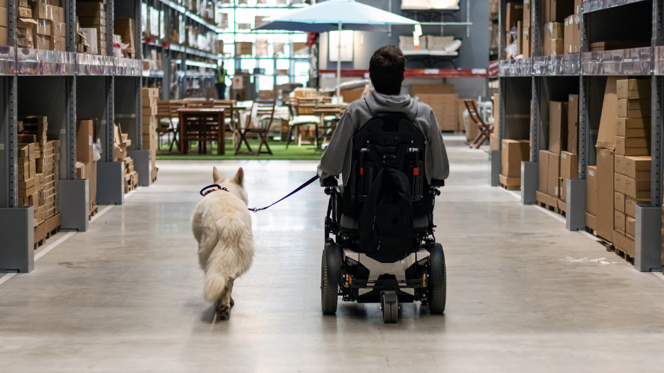 An Incomplete History of the Service Dog