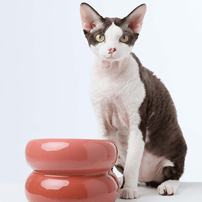 Soufflé Pet Bowl - Rose Pink - Rocky & Maggie's Pet Boutique and Salon