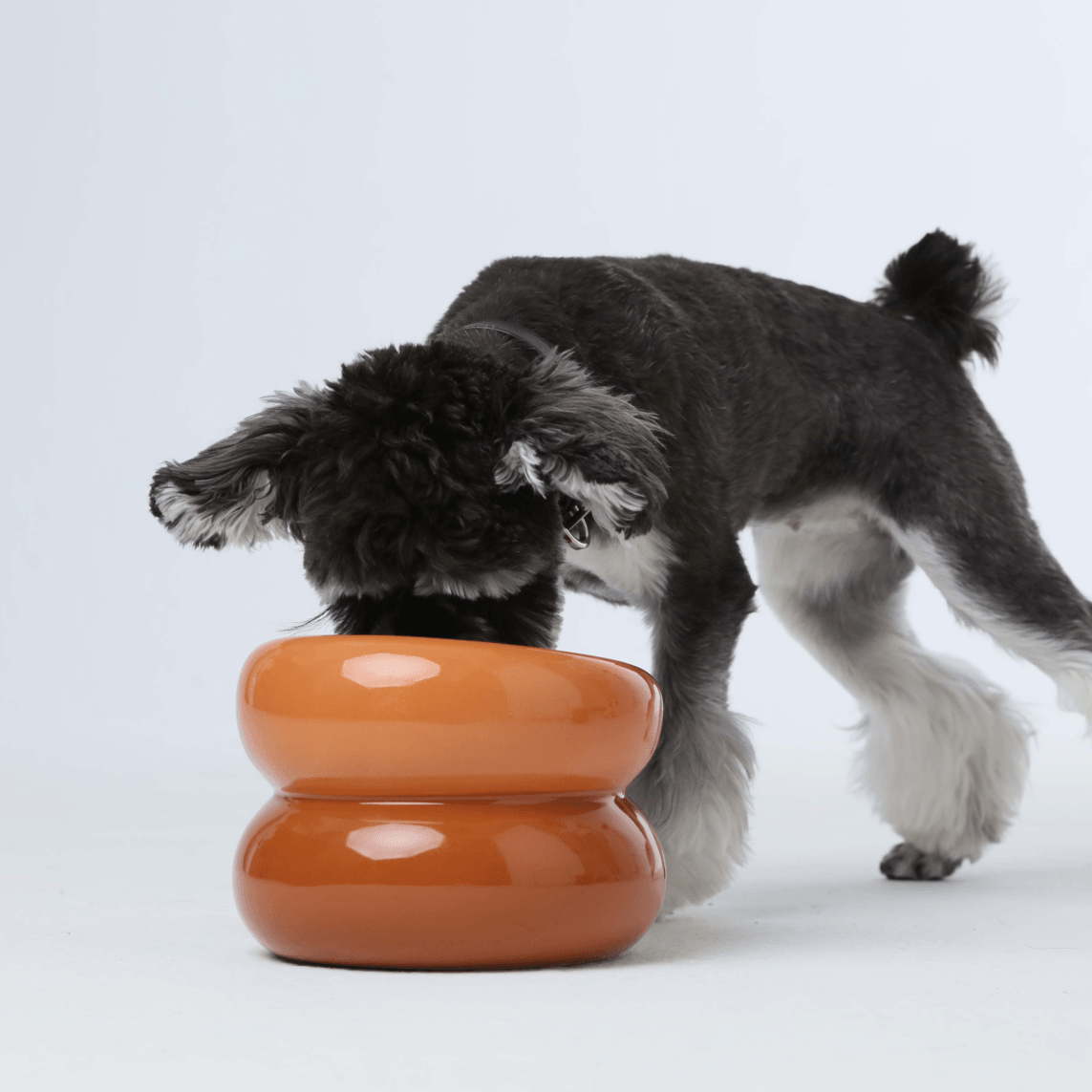 Soufflé Pet Bowl - Amber Orange - Rocky & Maggie's Pet Boutique and Salon