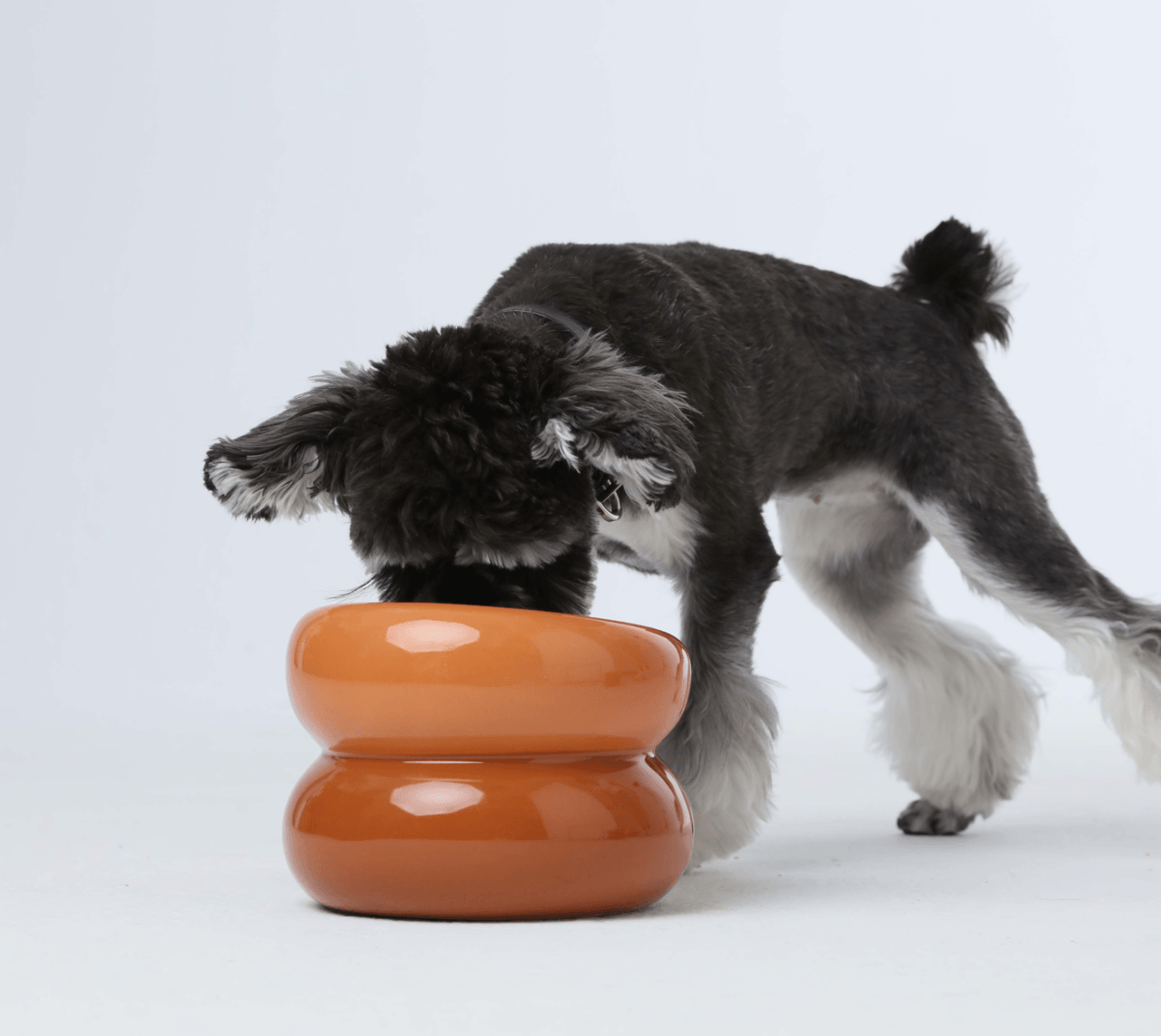 Soufflé Pet Bowl - Amber Orange - Rocky & Maggie's Pet Boutique and Salon