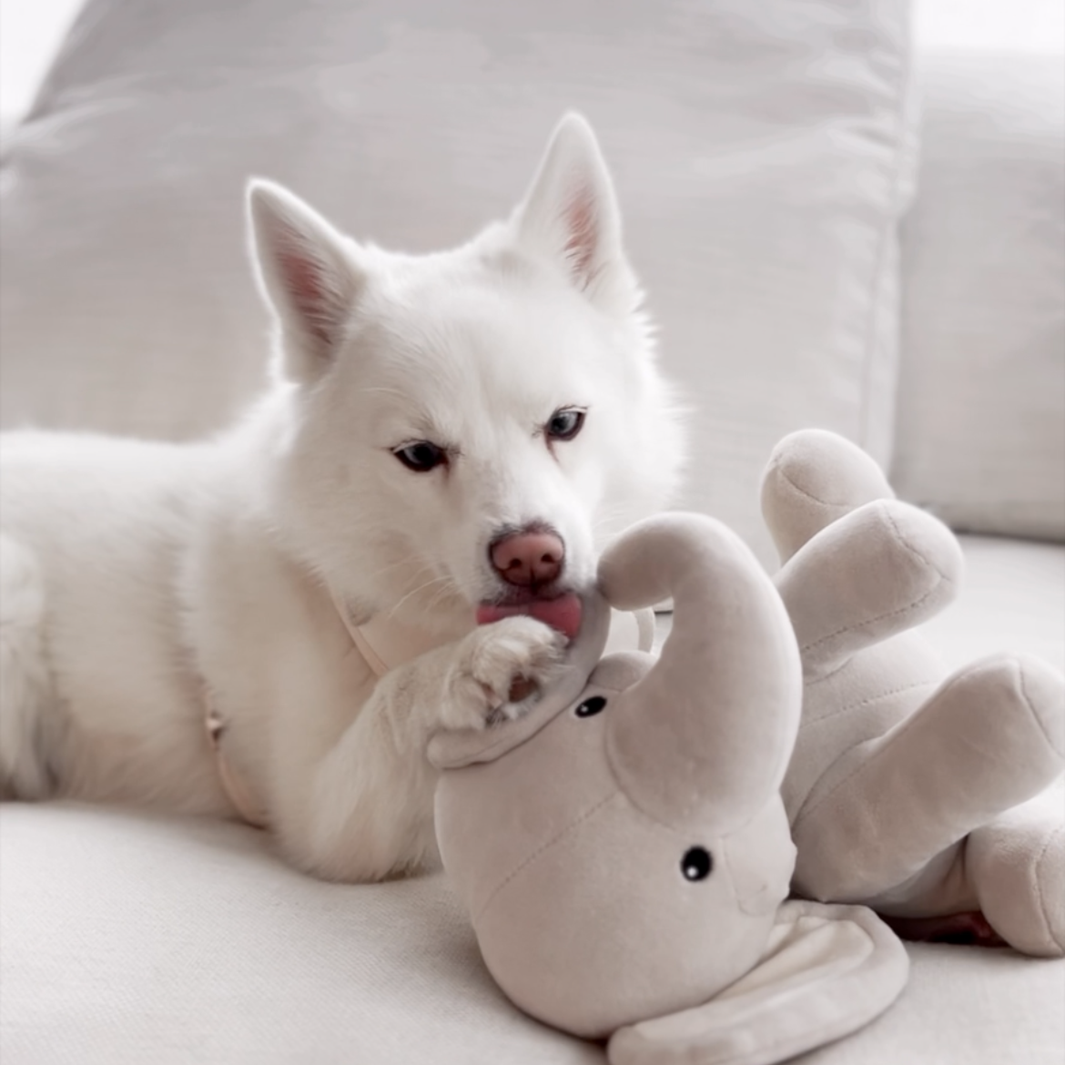 Elise Galleria Ella Plushie Dog Toy - view 9