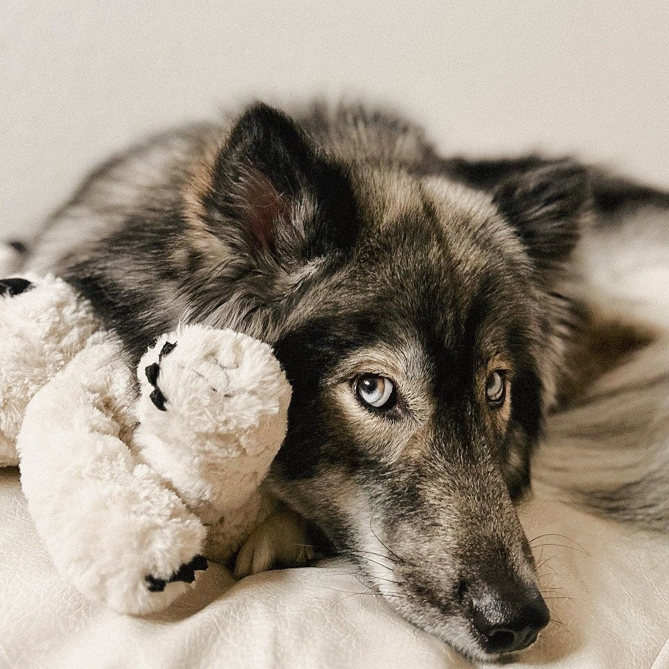 Elise Galleria Koko Maxi Plushie Dog Toy - view 5