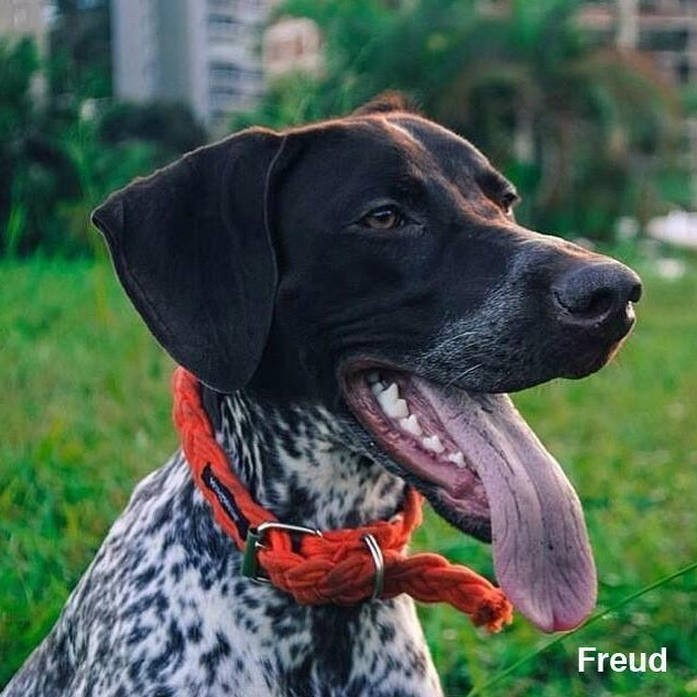 Braided Fisherman Collar and Leash - Rocky & Maggie's Pet Boutique and Salon