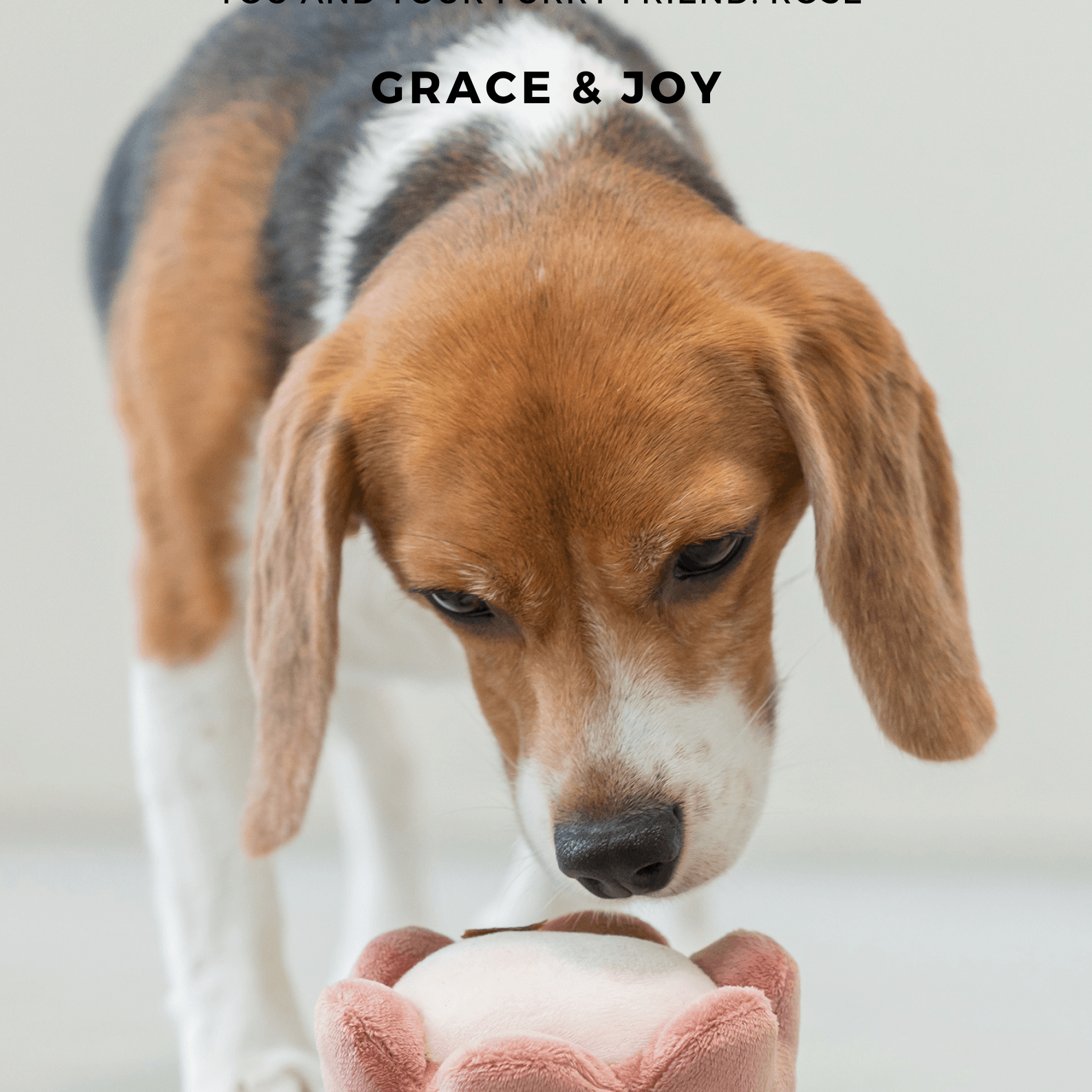 PEHOM PARADISE TOY: Cucurbita - Rocky & Maggie's Pet Boutique and Salon