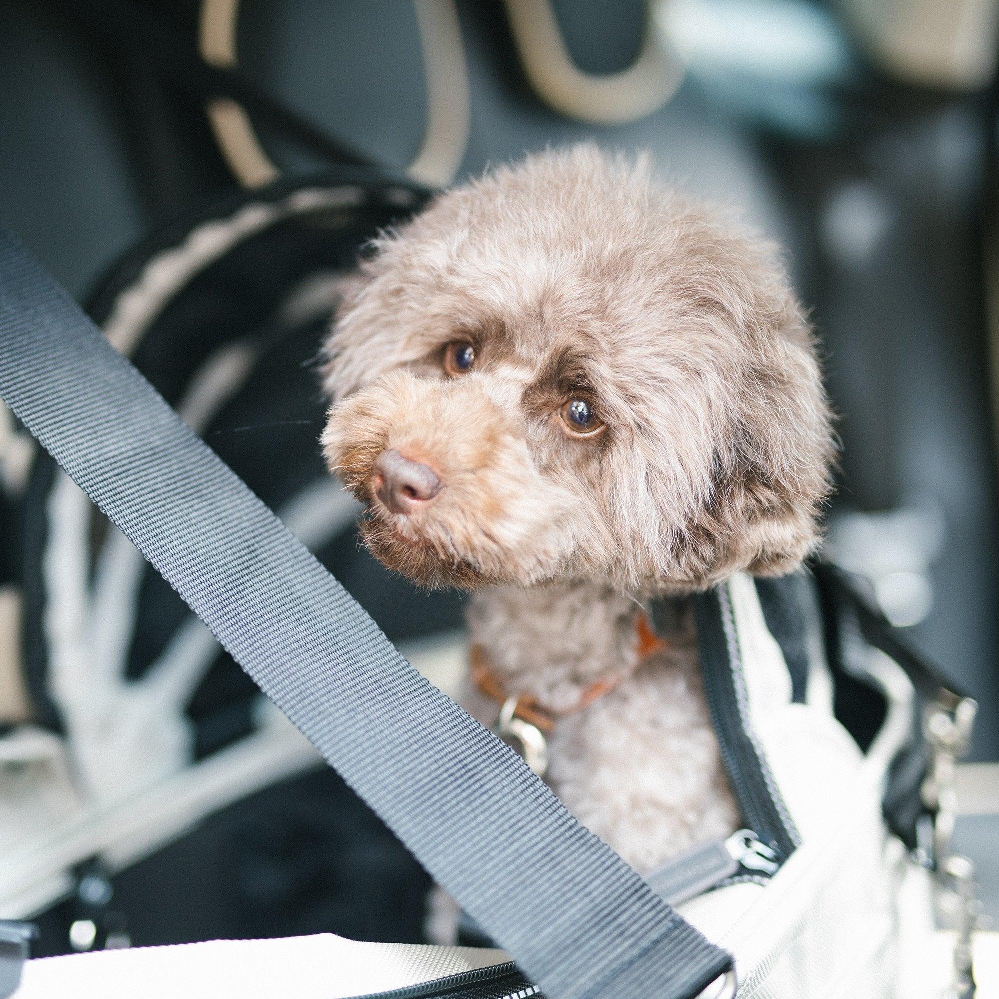 Isofix Belt - Rocky & Maggie's Pet Boutique and Salon