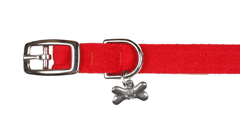 Red Collar - Rocky & Maggie's Pet Boutique and Salon
