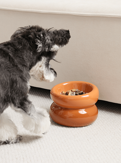 Soufflé Pet Bowl - Amber Orange - Rocky & Maggie's Pet Boutique and Salon