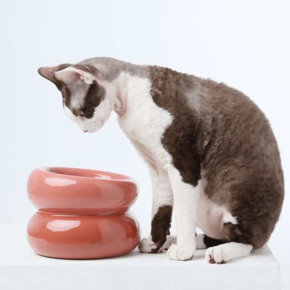 Soufflé Pet Bowl - Rose Pink - Rocky & Maggie's Pet Boutique and Salon