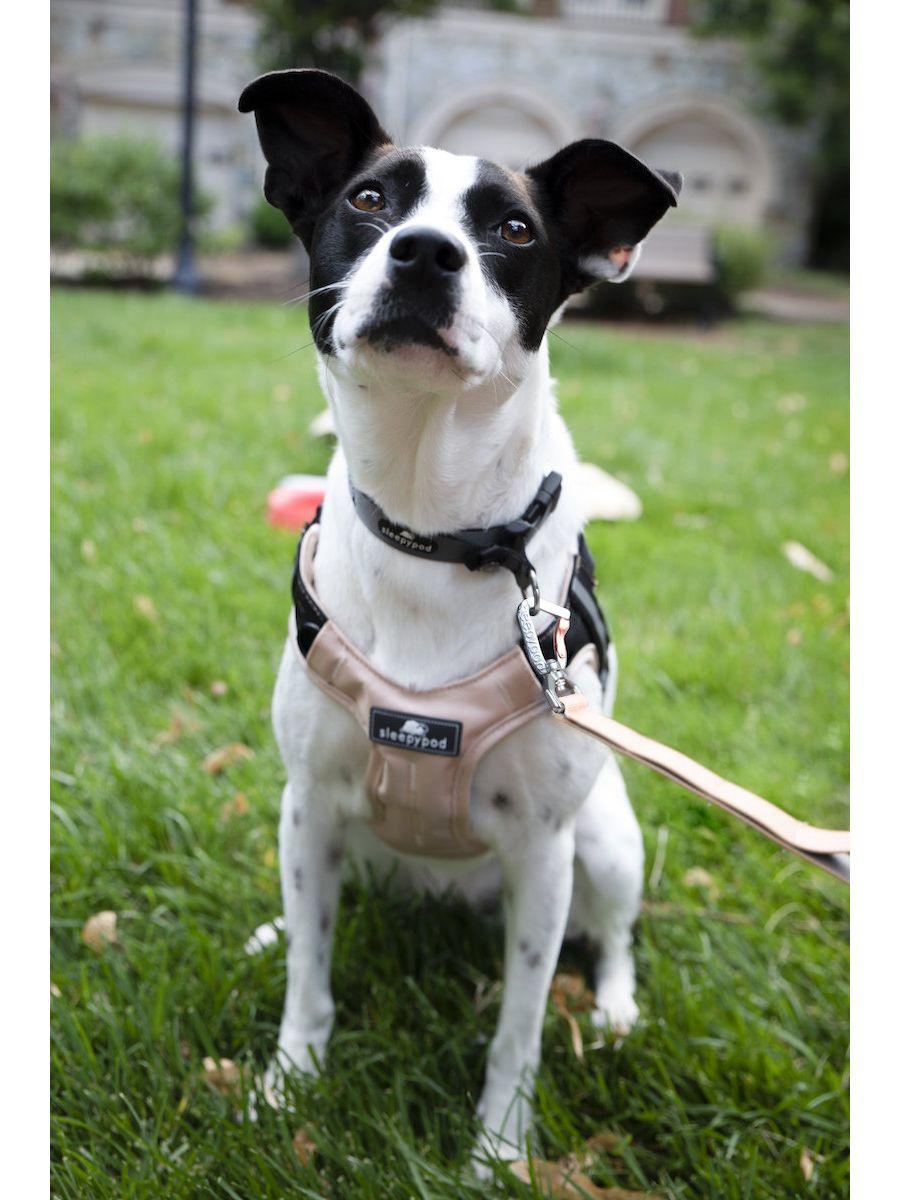 Clickit Terrain Harness (Includes harness, S-clip and Buckle Shield) - Rocky & Maggie's Pet Boutique and Salon