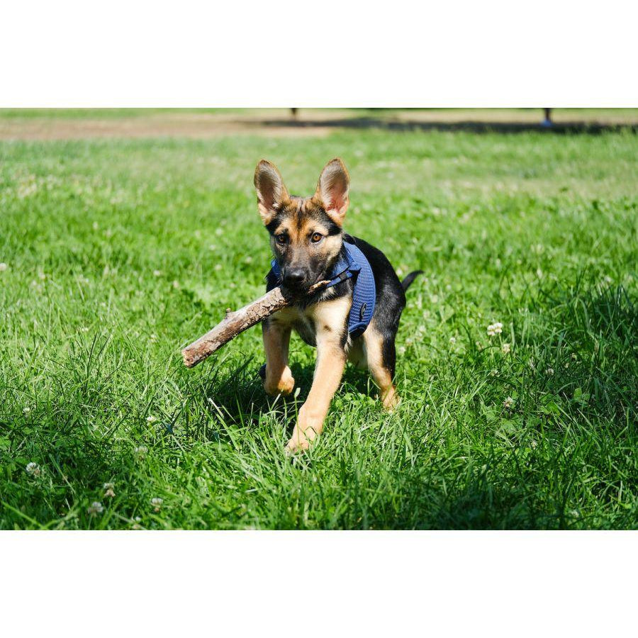 Martingale Dog Harness - Rocky & Maggie's Pet Boutique and Salon