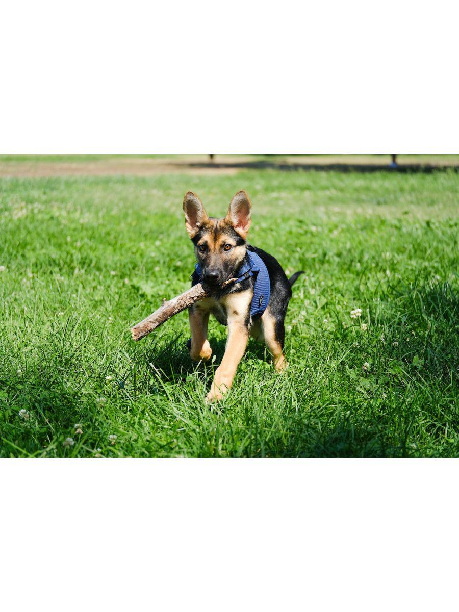 Martingale Dog Harness - Rocky & Maggie's Pet Boutique and Salon