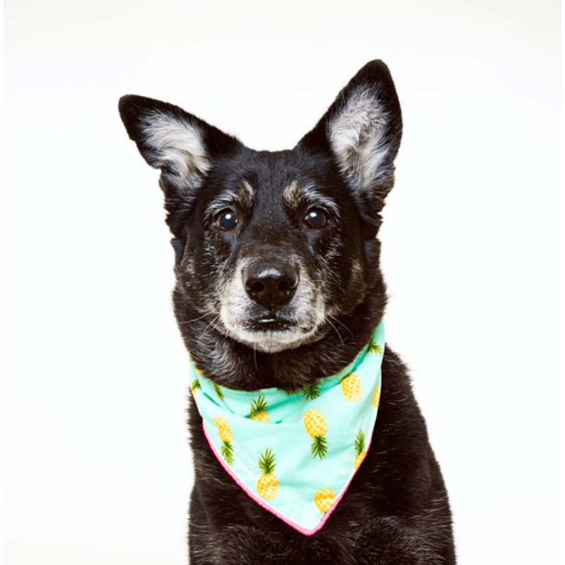 Mariana Bandana - Rocky & Maggie's Pet Boutique and Salon