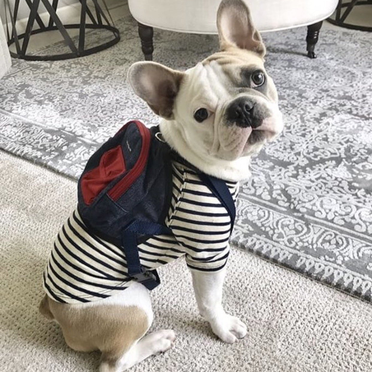 Canvas Mini Dog Backpack - Rocky & Maggie's Pet Boutique and Salon