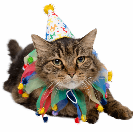 Birthday Celebration Hat & Collar for Cats - Rocky & Maggie's Pet Boutique and Salon