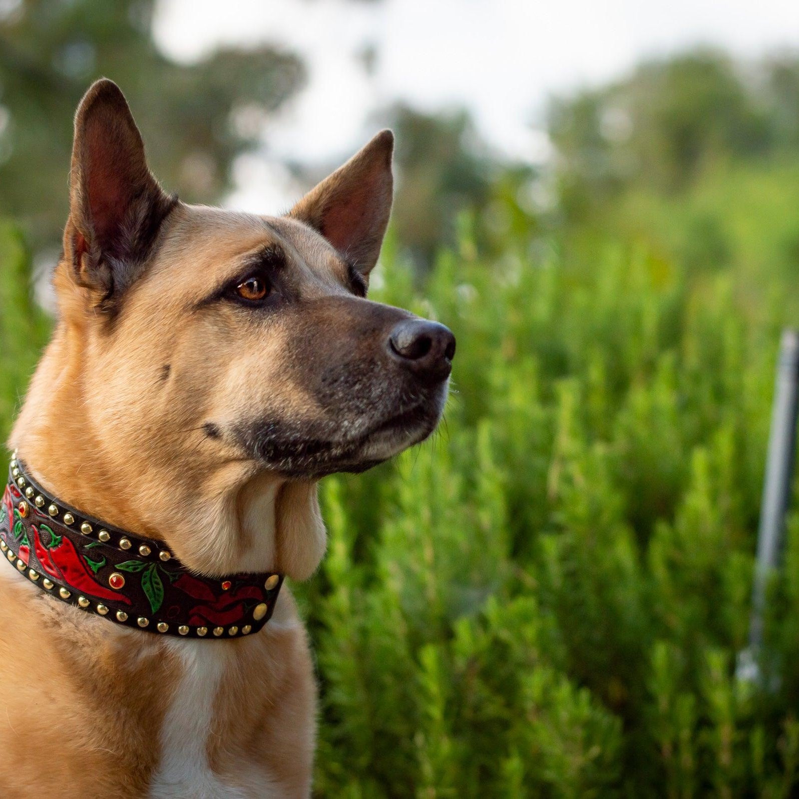 Chili Peppers Leather Collar - Rocky & Maggie's Pet Boutique and Salon