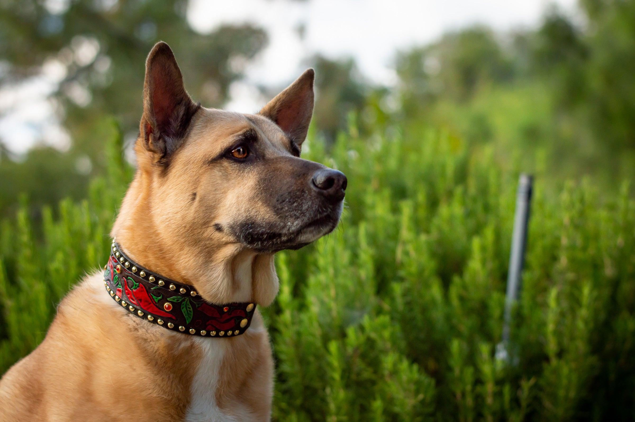 Chili Peppers Leather Collar - Rocky & Maggie's Pet Boutique and Salon
