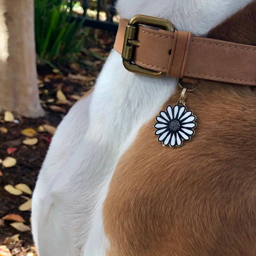 Daisy Pet ID Tag - Rocky & Maggie's Pet Boutique and Salon