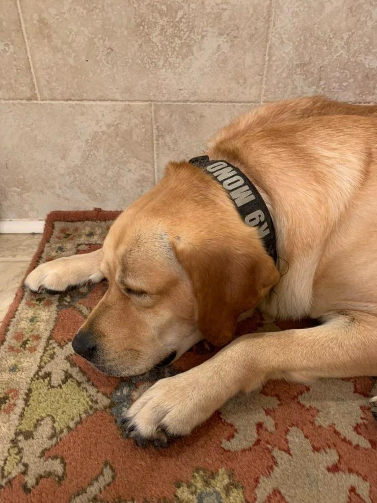 K9 Mono Lavender + Ylang Odor-Eliminator Soy CandleENDER + YLANG ODOR-ELIMINATOR SOY CANDLE - Rocky & Maggie's Pet Boutique and Salon