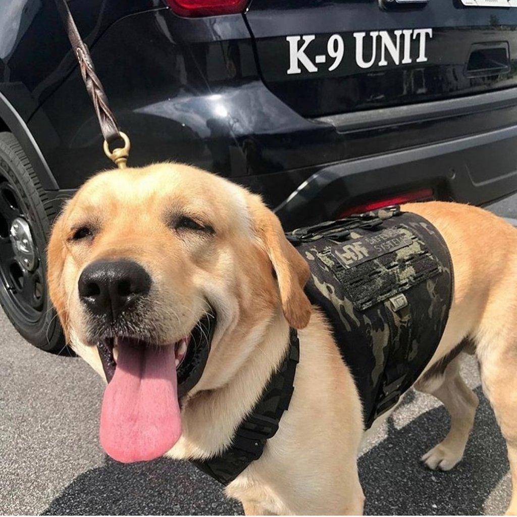 K9 Mono Lavender + Ylang Odor-Eliminator Soy CandleENDER + YLANG ODOR-ELIMINATOR SOY CANDLE - Rocky & Maggie's Pet Boutique and Salon