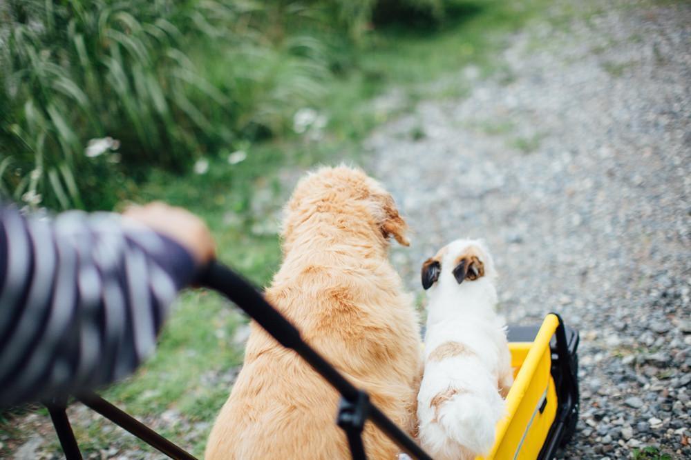 Carriage Pet Cart - Rocky & Maggie's Pet Boutique and Salon