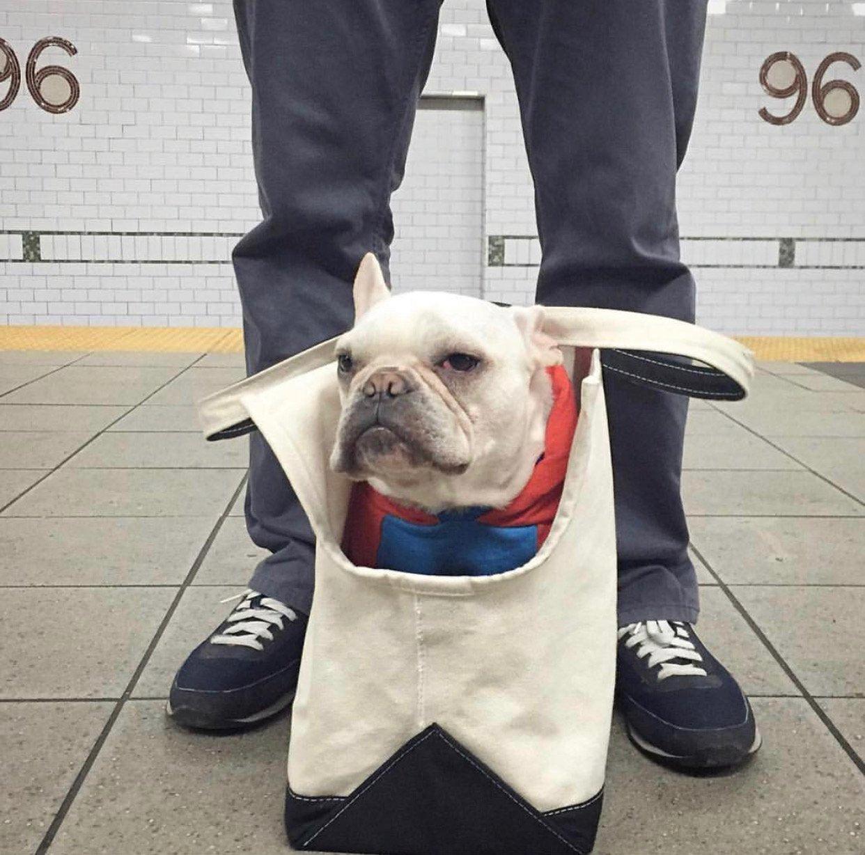 Boat Canvas Carrier - Classic - Rocky & Maggie's Pet Boutique and Salon