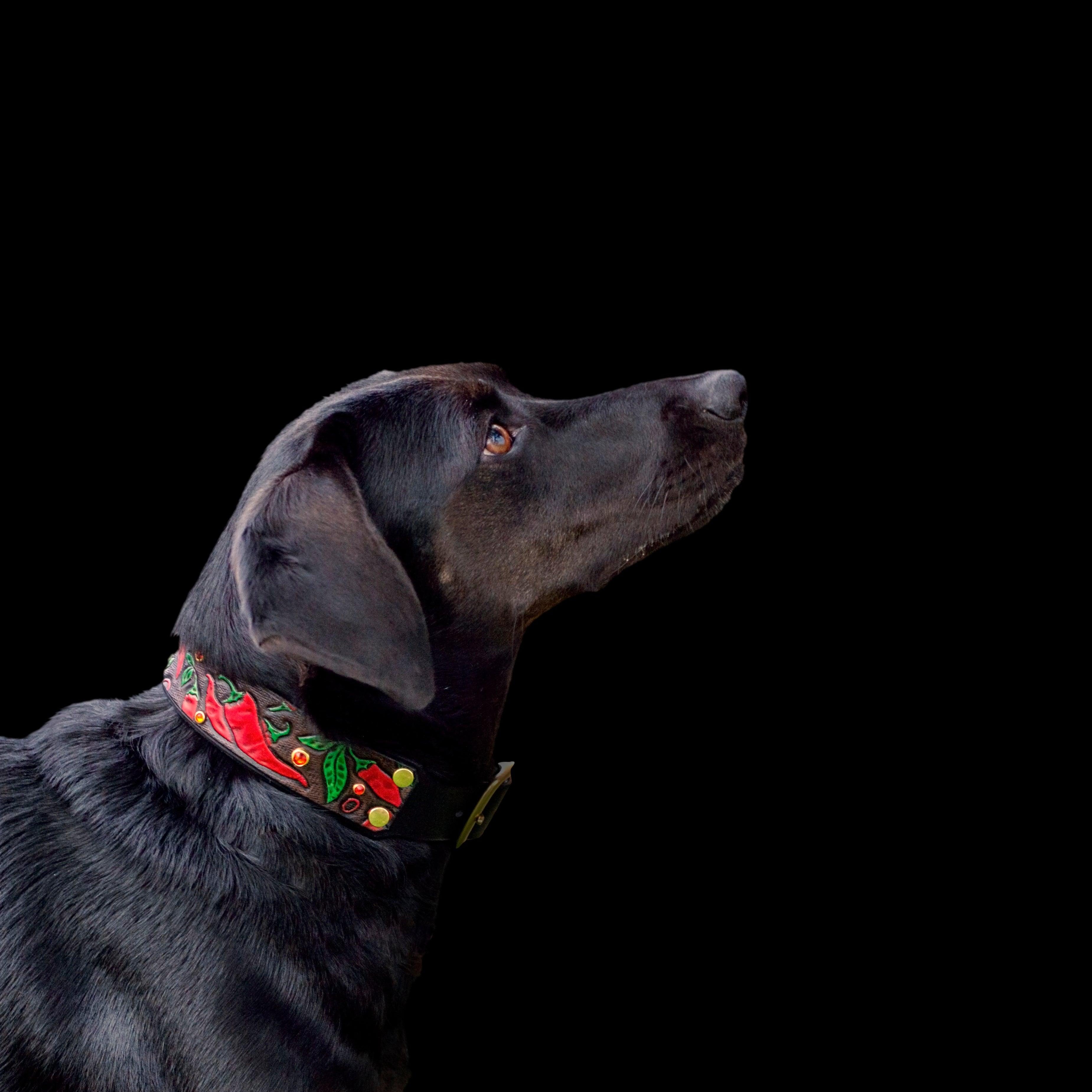 Chili Peppers Leather Collar - Rocky & Maggie's Pet Boutique and Salon