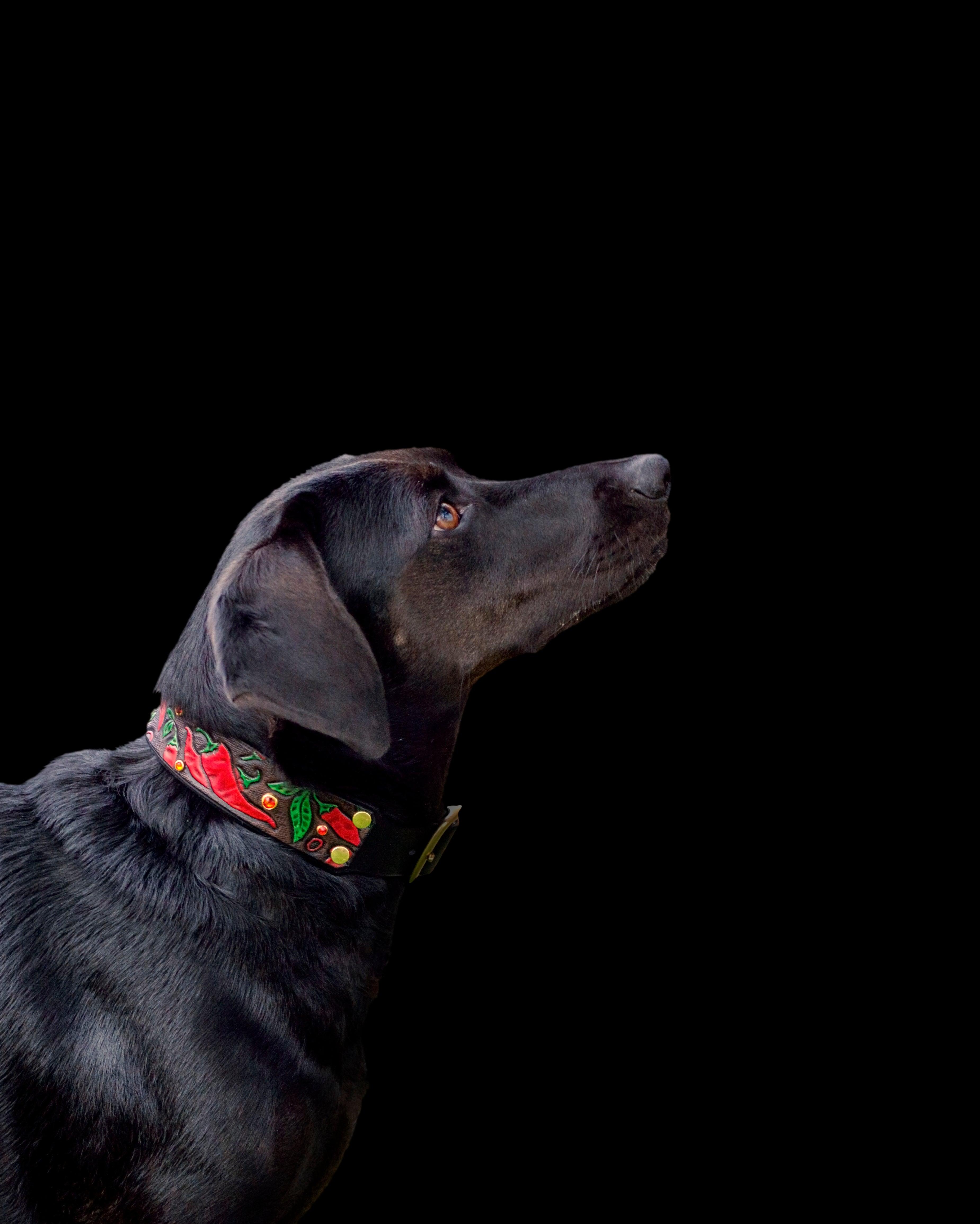 Chili Peppers Leather Collar - Rocky & Maggie's Pet Boutique and Salon