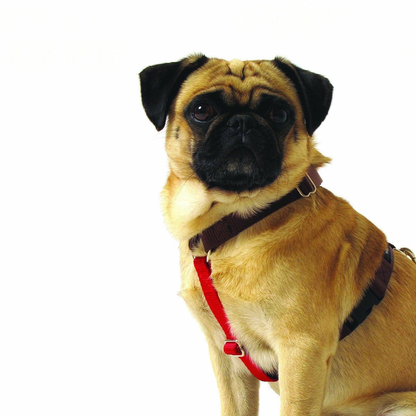 Contrast Nylon Harness - Rocky & Maggie's Pet Boutique and Salon