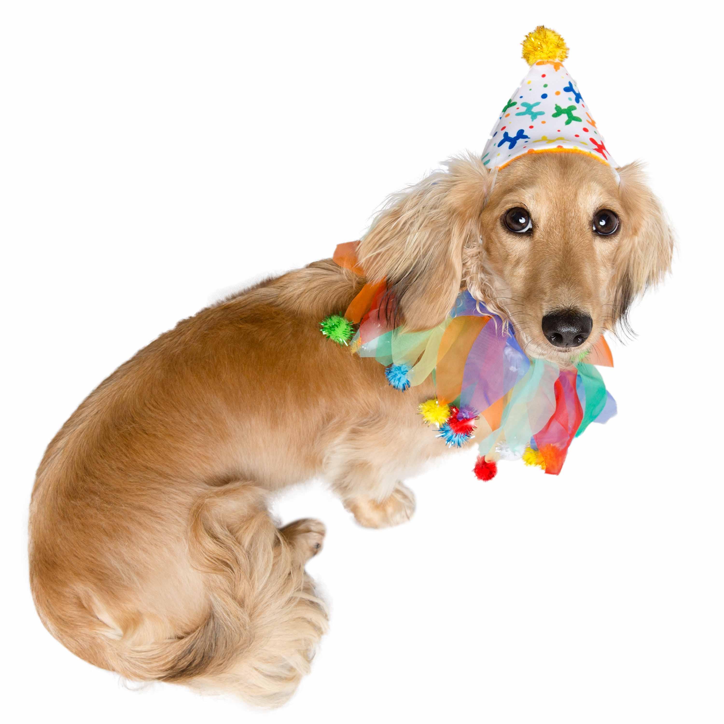 Birthday Celebration Hat & Collar for Dogs - Rocky & Maggie's Pet Boutique and Salon