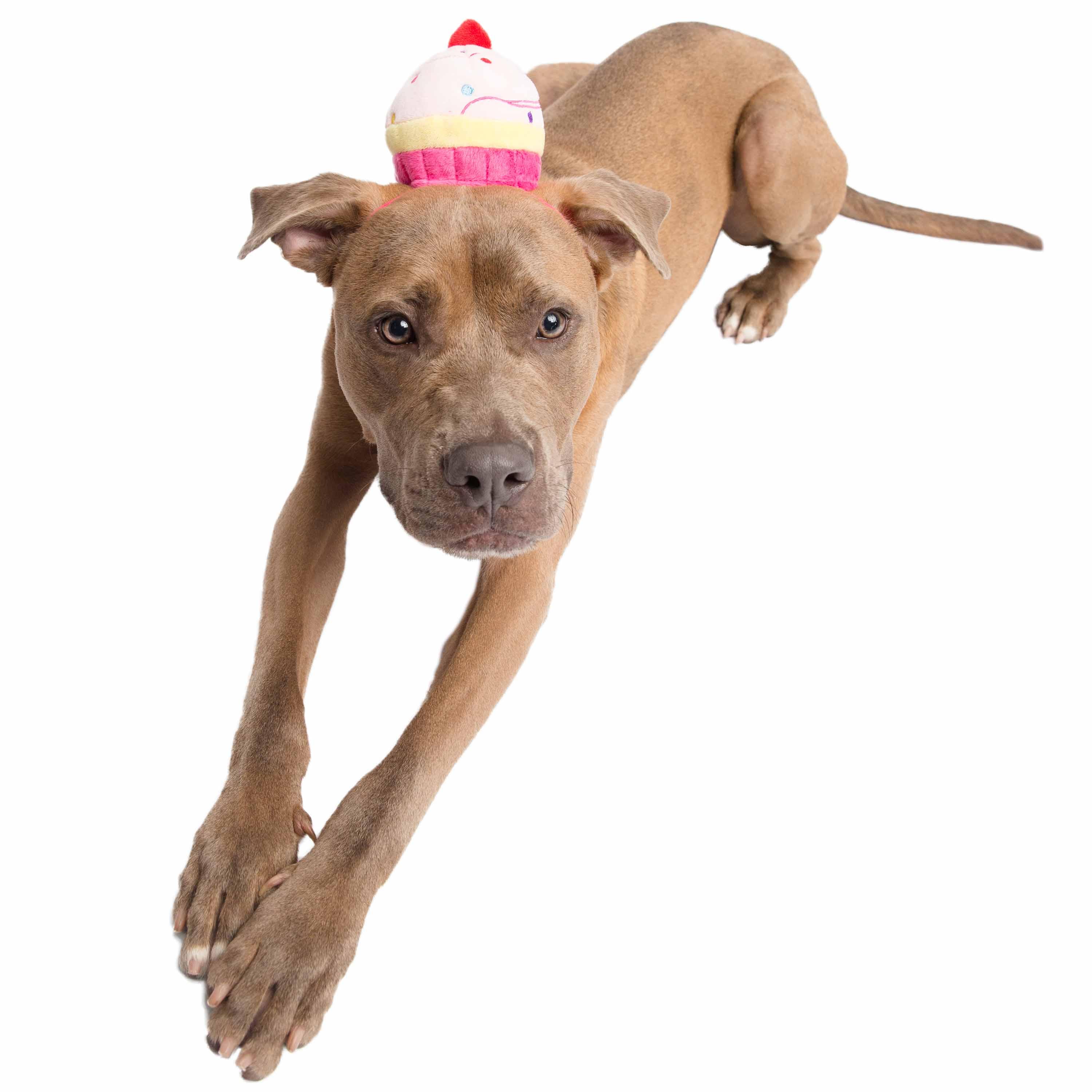 Cupcake Dog Hat - Rocky & Maggie's Pet Boutique and Salon