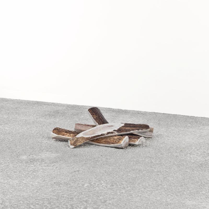 Primal Stag Antlers - Rocky & Maggie's Pet Boutique and Salon