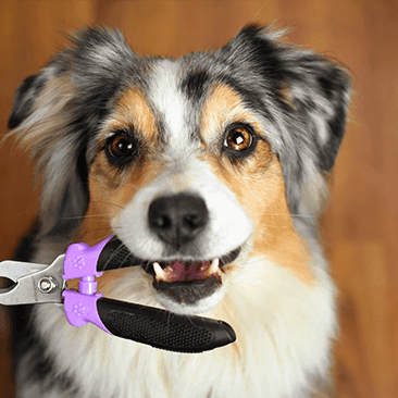 Book a nail trim appointment - Rocky & Maggie's Pet Boutique and Salon