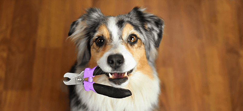 Book a nail trim appointment - Rocky & Maggie's Pet Boutique and Salon