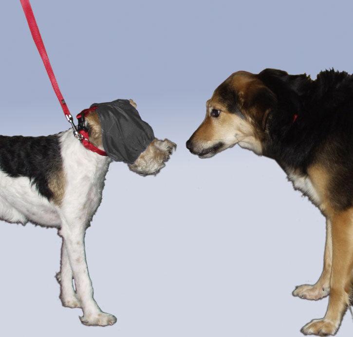 ThunderCap - Rocky & Maggie's Pet Boutique and Salon