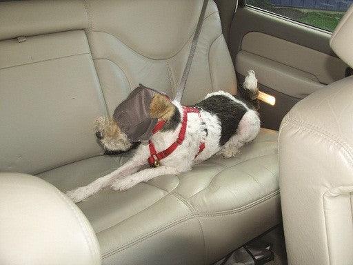 ThunderCap - Rocky & Maggie's Pet Boutique and Salon