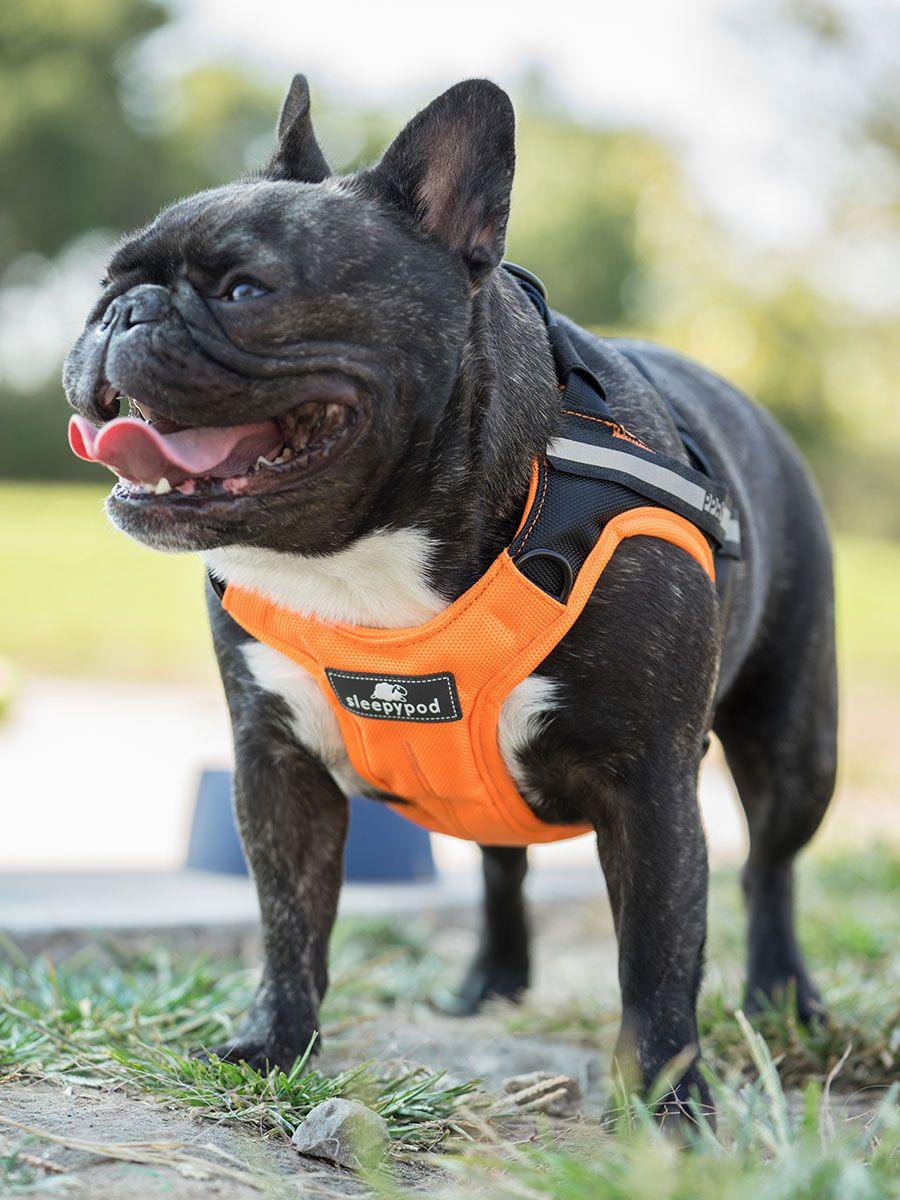 Clickit Terrain Harness (Includes harness, S-clip and Buckle Shield) - Rocky & Maggie's Pet Boutique and Salon