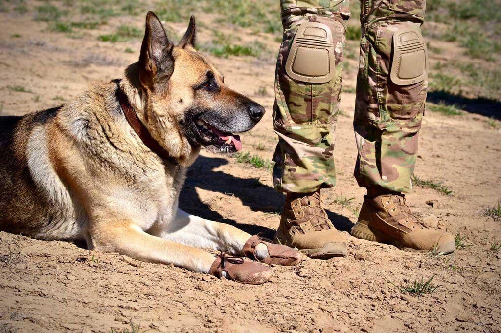 Dog Moc's - Dog Moccasins - Rocky & Maggie's Pet Boutique and Salon