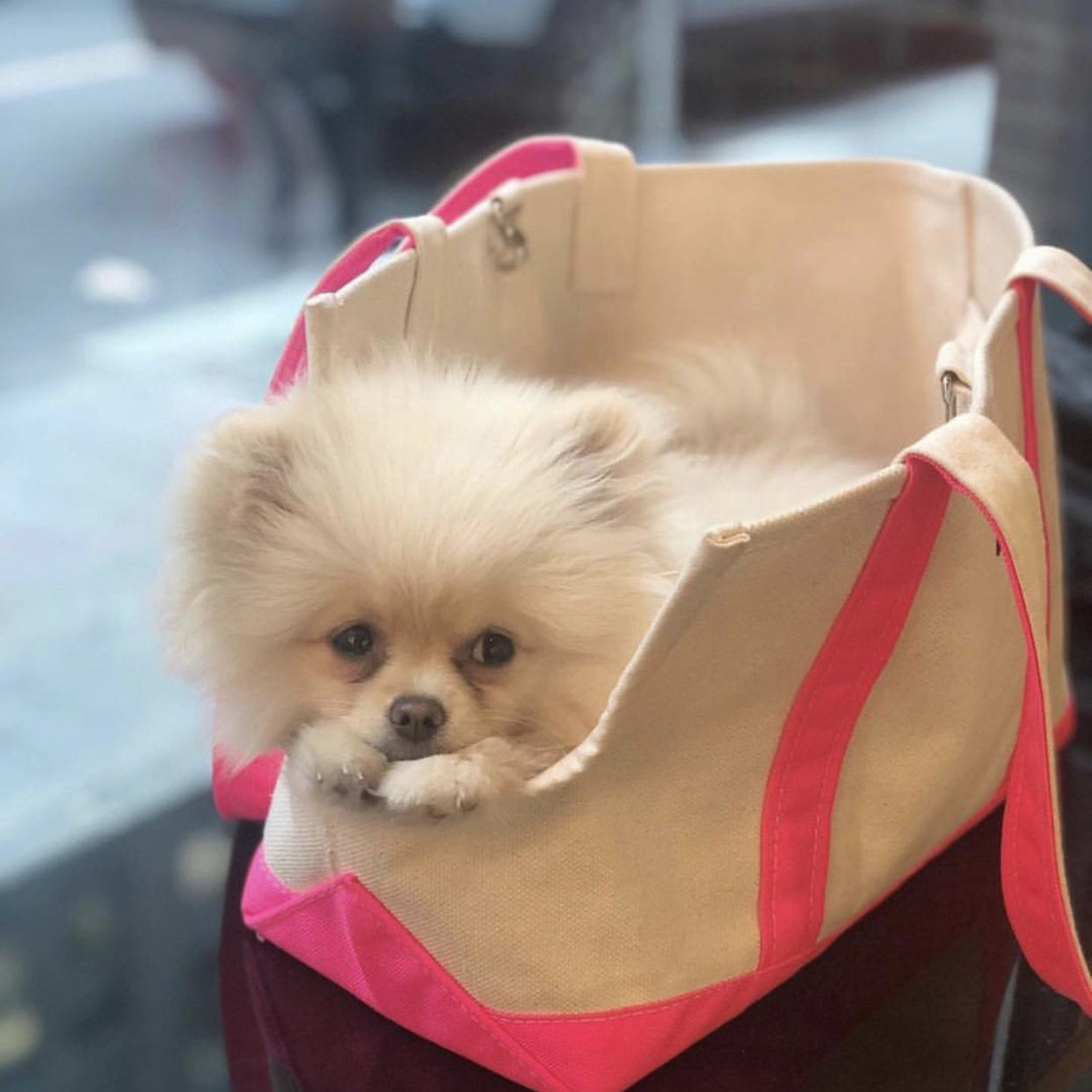 Boat Canvas Carrier - Various Colors - Rocky & Maggie's Pet Boutique and Salon