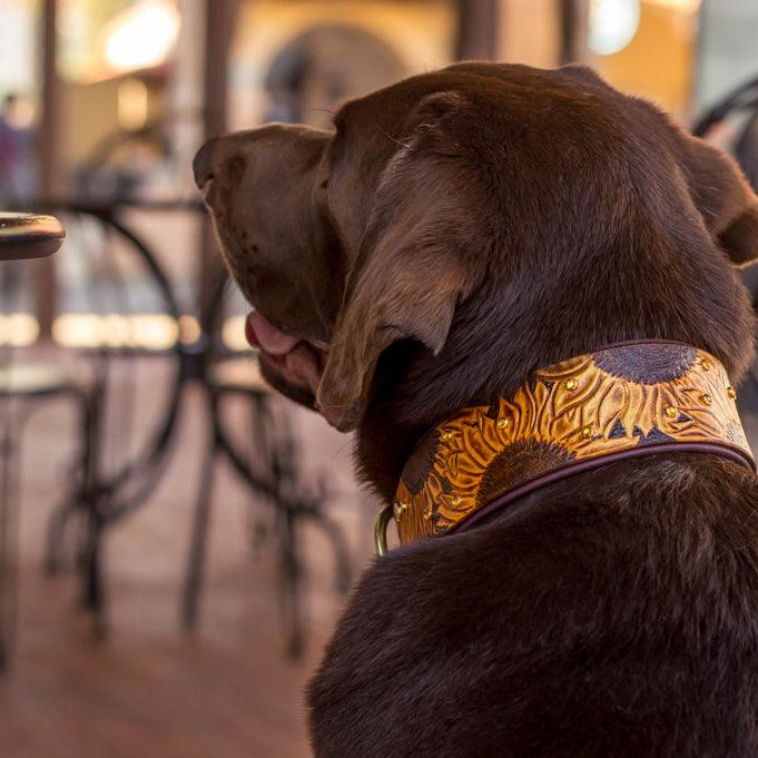 Sunflowers Leather Collar - Rocky & Maggie's Pet Boutique and Salon