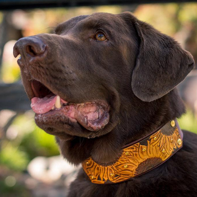 Sunflowers Leather Collar - Rocky & Maggie's Pet Boutique and Salon