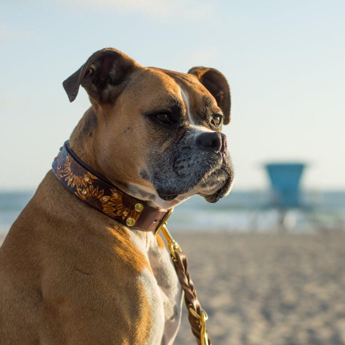 Sunflowers Leather Collar - Rocky & Maggie's Pet Boutique and Salon