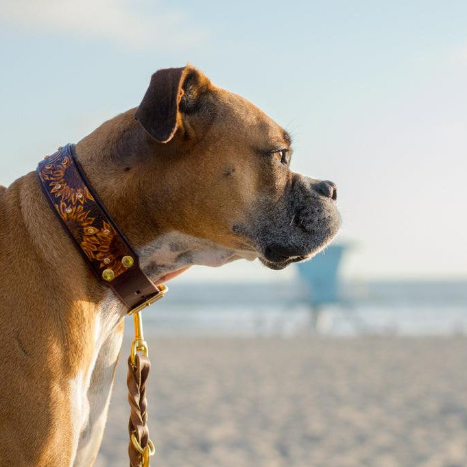Sunflowers Leather Collar - Rocky & Maggie's Pet Boutique and Salon