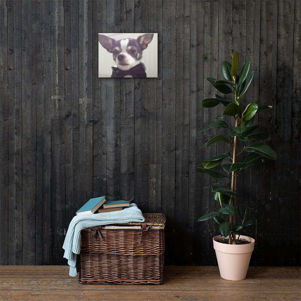 Bond, Rocky Bond - Rocky & Maggie's Pet Boutique and Salon