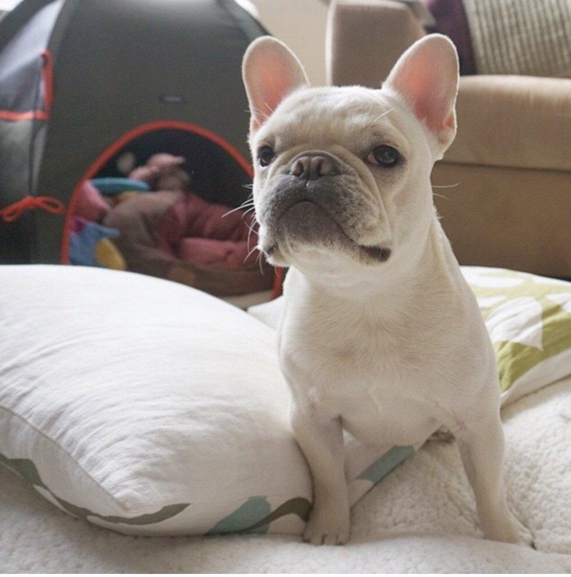 Tee-Pee Hound Lounge - Rocky & Maggie's Pet Boutique and Salon