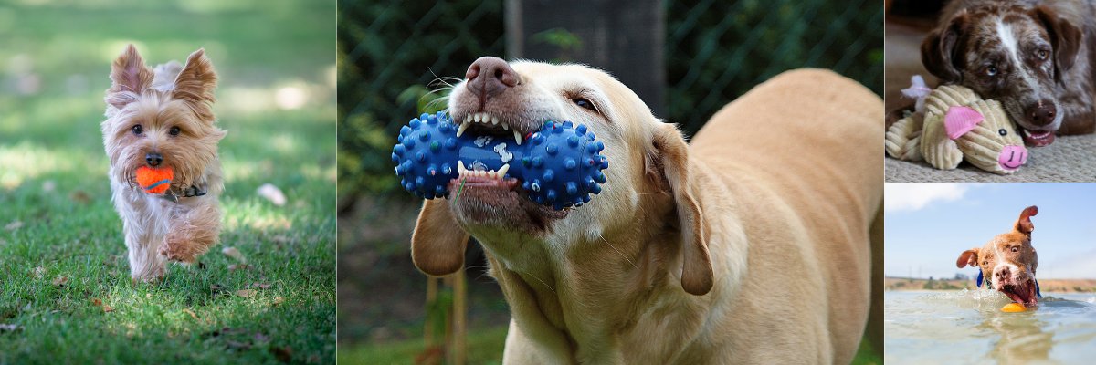 Crinkle Dog Toys