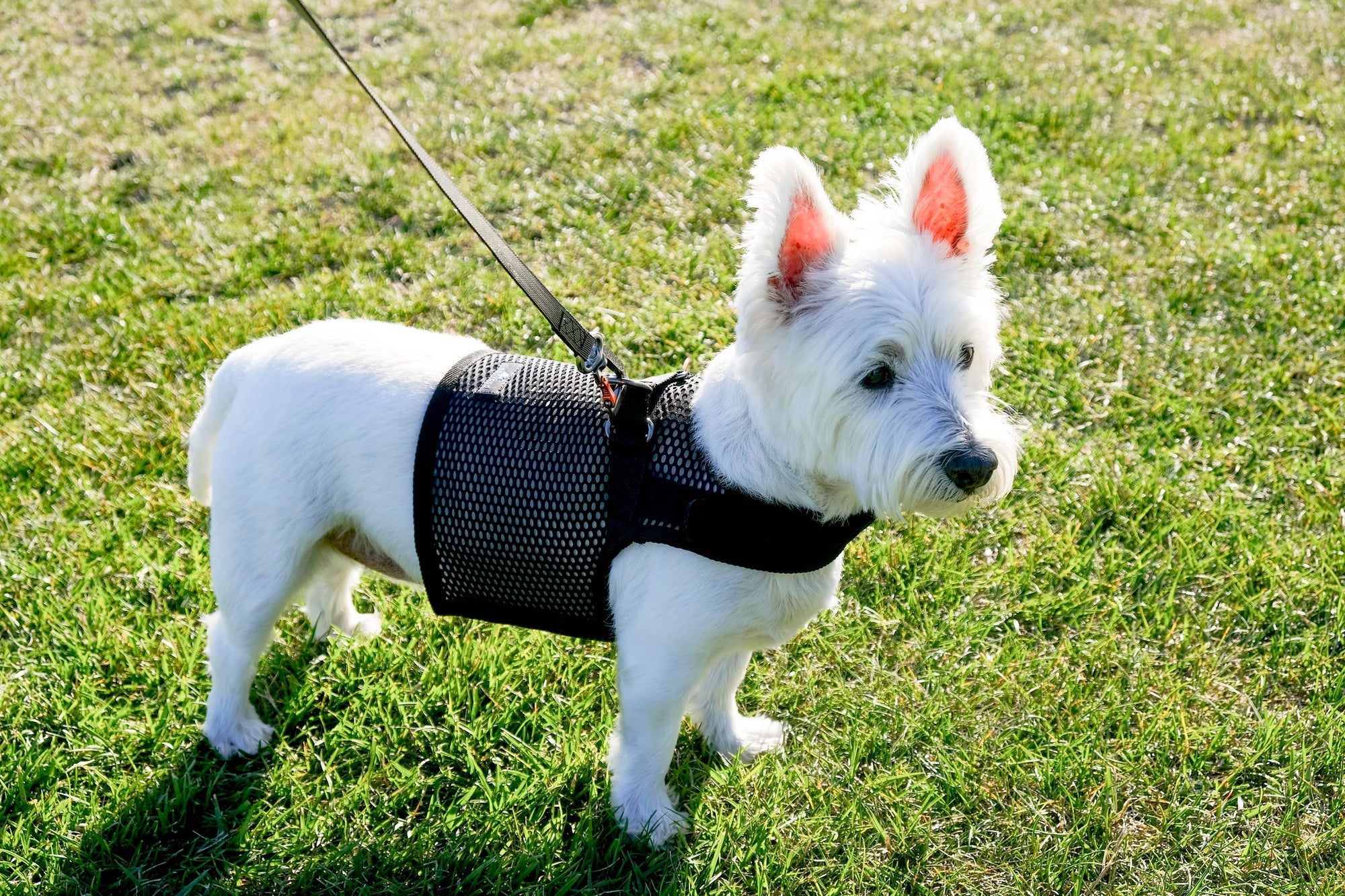 Dog Harnesses