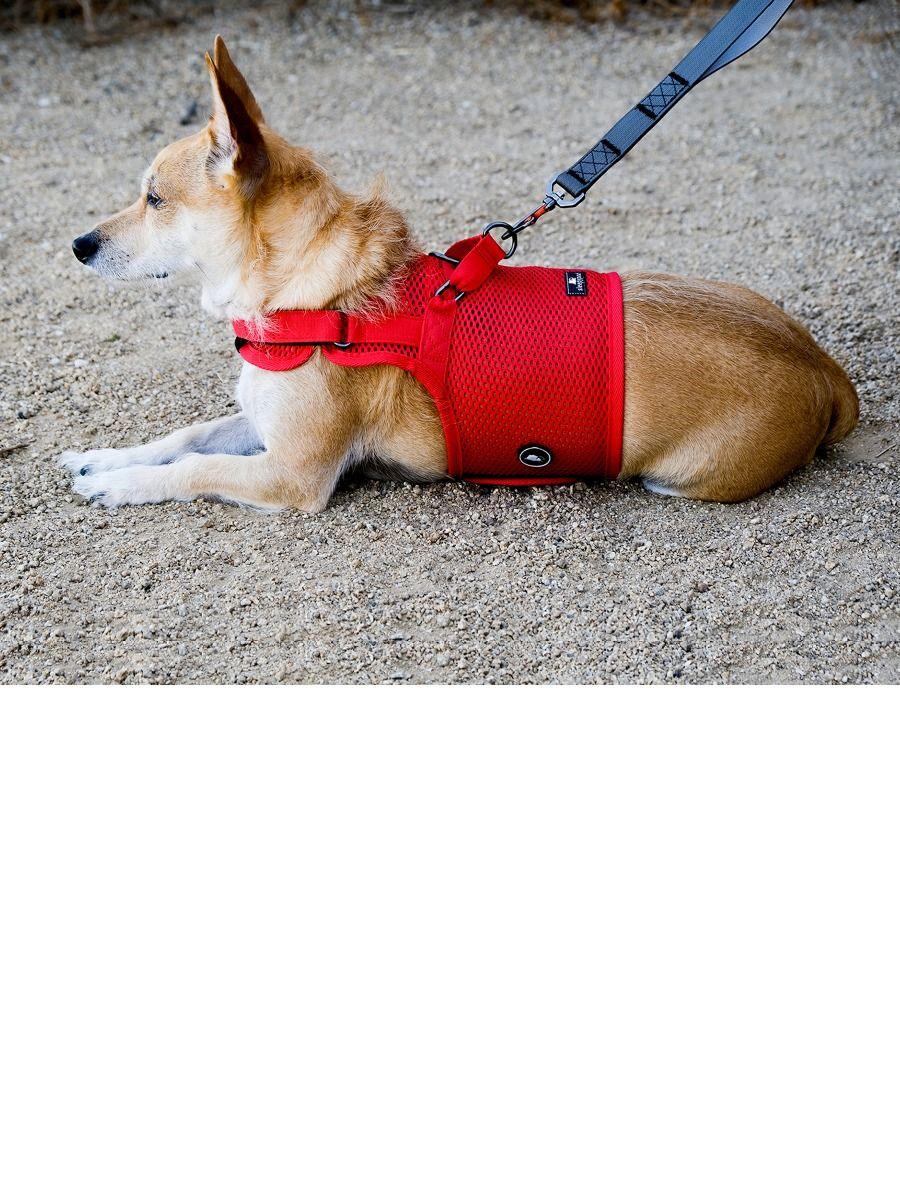 Nylon Dog Harnesses