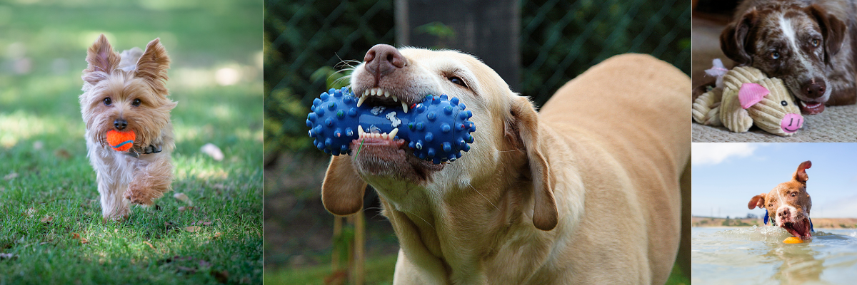 Fetch Dog Toys