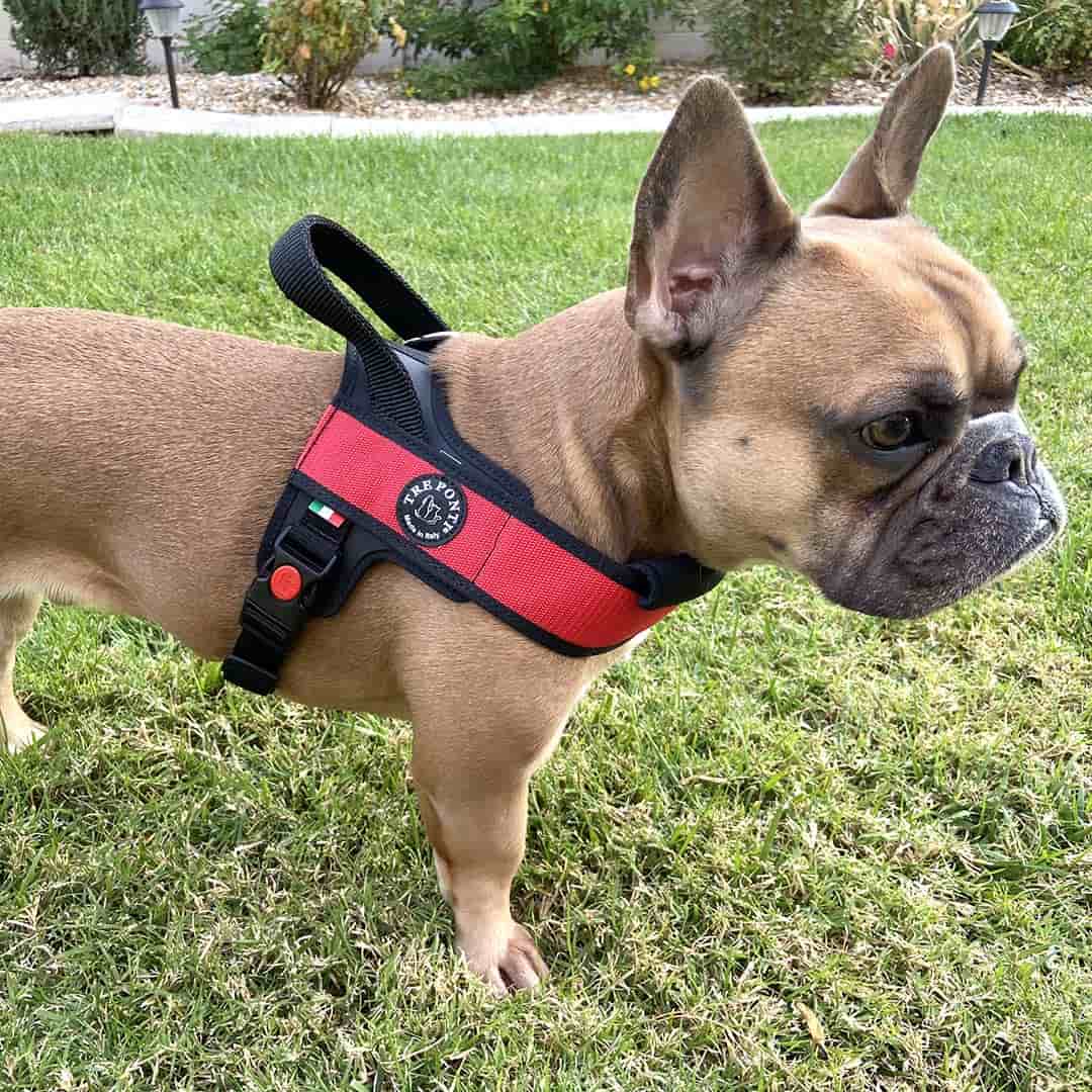 Collars & Harnesses