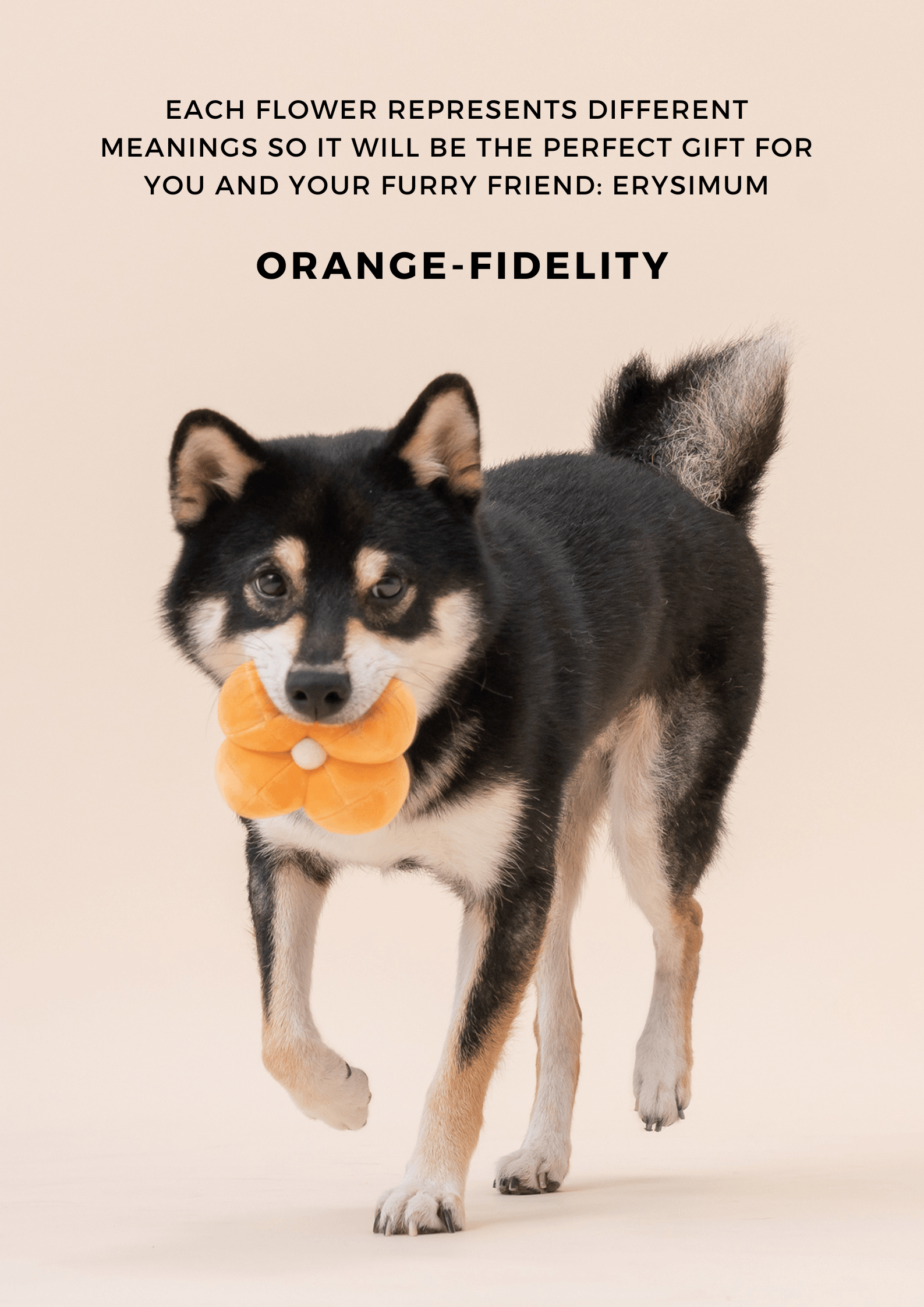 PEHOM PARADISE TOY: Cucurbita - Rocky & Maggie's Pet Boutique and Salon